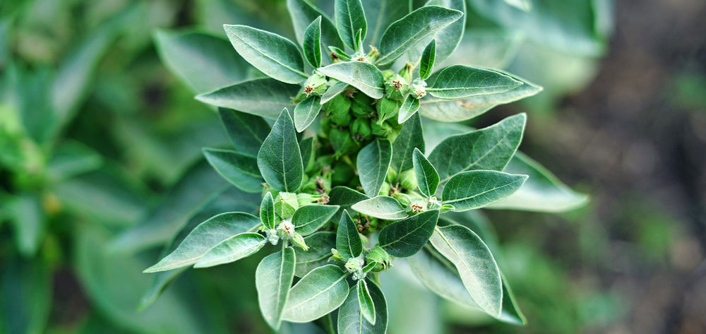 Ashwagandha-Pflanze mit Knospen