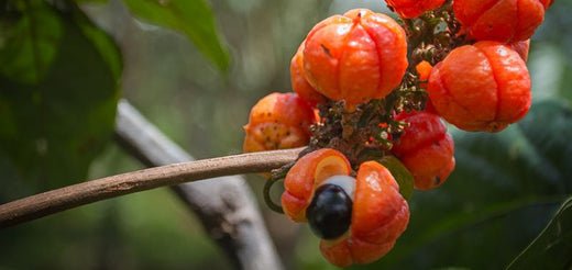 Guarana - SHEKO