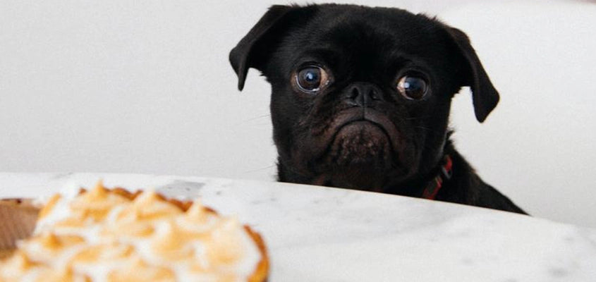 Hund blickt auf Kuchen