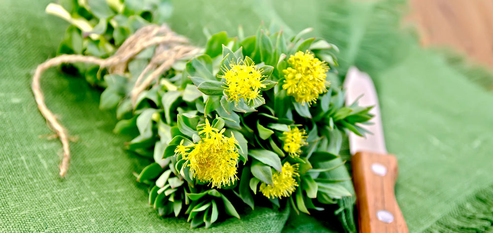 Rosenwurz-Strauß mit gelben Blüten auf grüner Decke