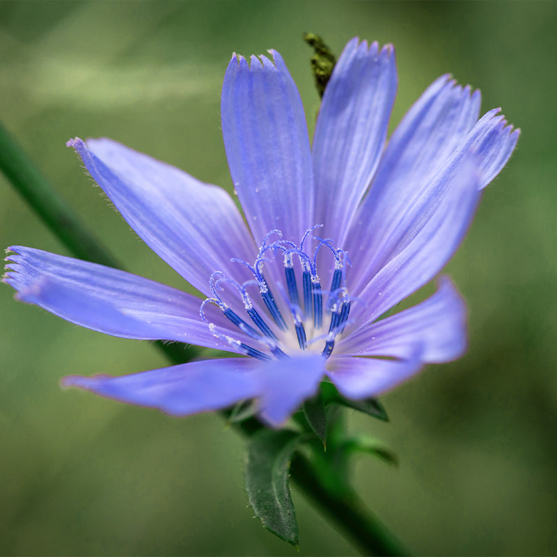 Zichorie Blüte